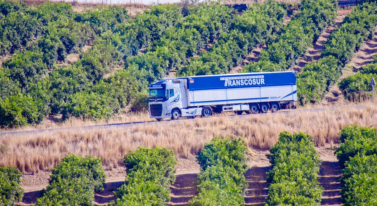 Camión de Transcosur por una carretera entre campos de olivos, visto desde arriba